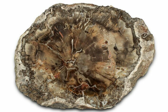 Beautiful Petrified Wood (Araucaria) Round - Madagascar #327325